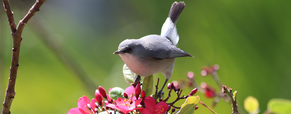 Préservation de la biodiversité : Cap Business Océan Indien et Expertise France s’associent pour fédérer le secteur privé régional autour de cet enjeu crucial