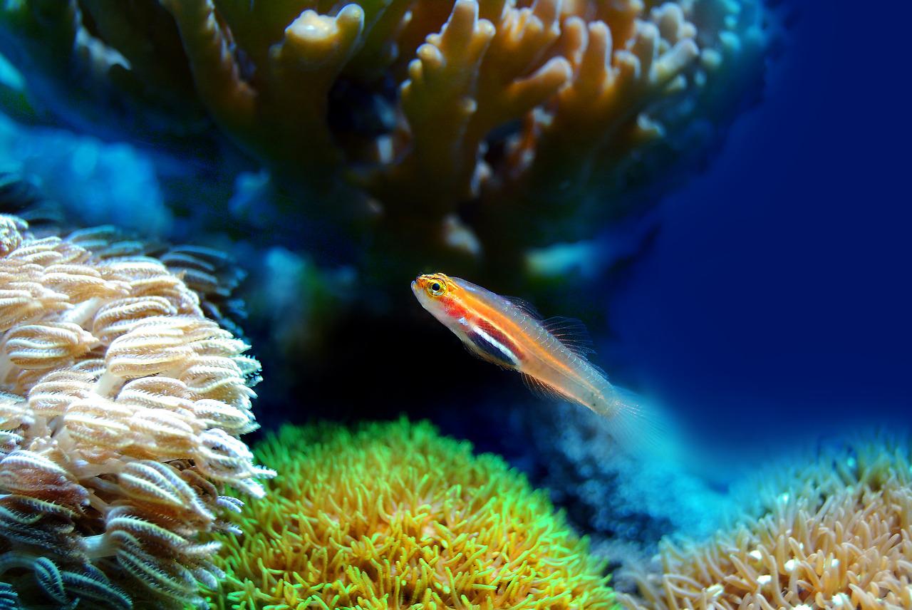 Blue Economy: The only way forward for economic growth in SIDS